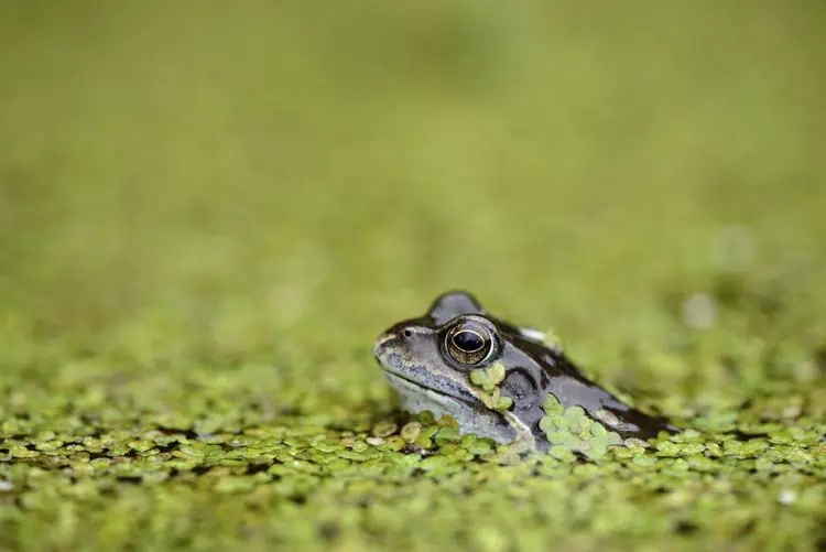 Jak vytvořit vodní zahradu, uklidňující zahradní prvek