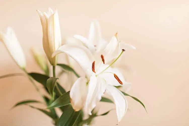 7 velikonočních květin a jejich symbolické významy