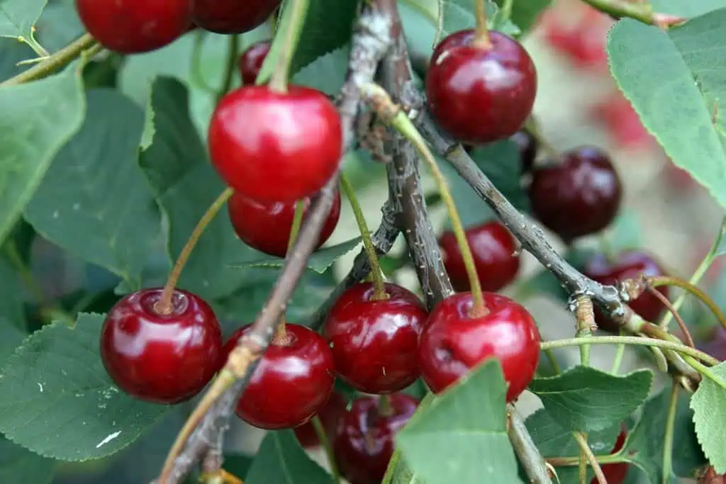Třešně: zahrada plná sladkých pokladů