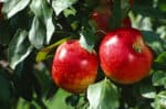 Jablka: ve a pe o avnat plody va zahrady
