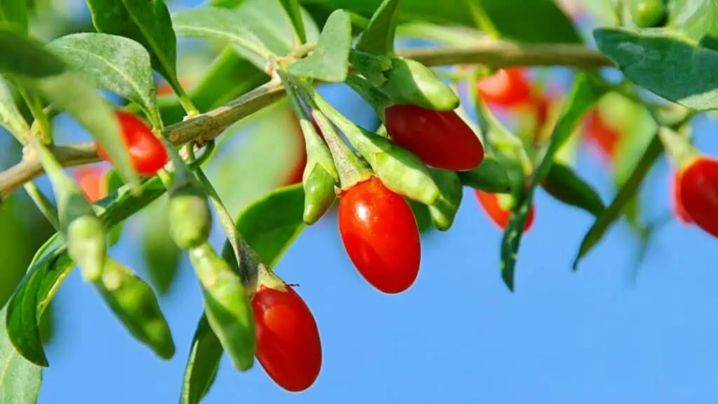 Goji Berry: exotická pochoutka plná vitamínů