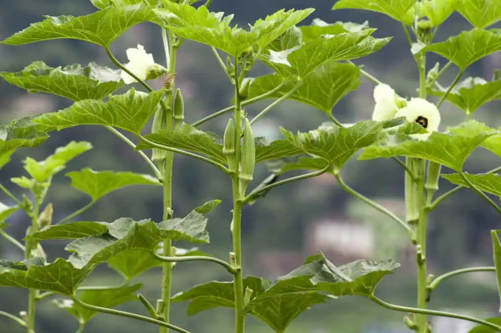 Okra: exotická zelenina na talíři