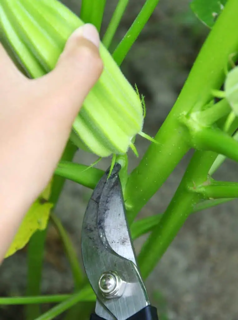 Okra: exotická zelenina na talíři