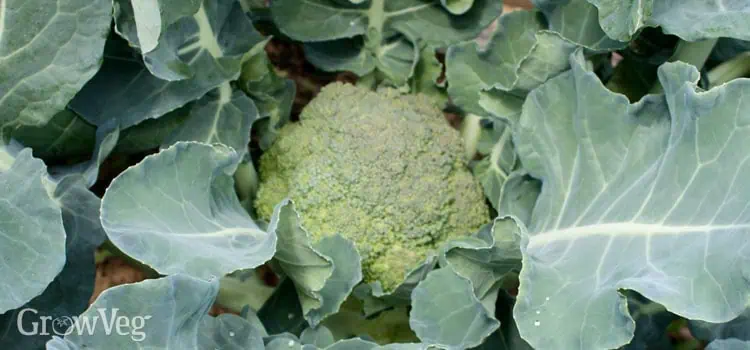 Brokolice: nejlepších 7 tipů pro pěstování