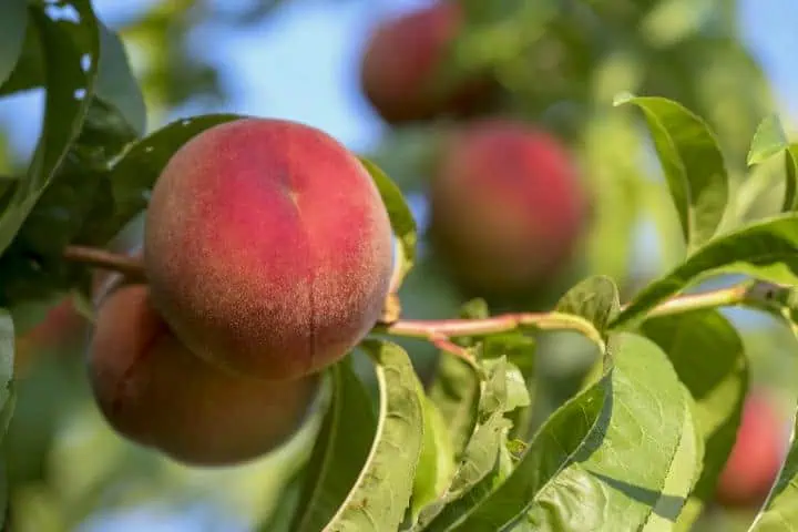 Broskve: sladké plody letního ovoce