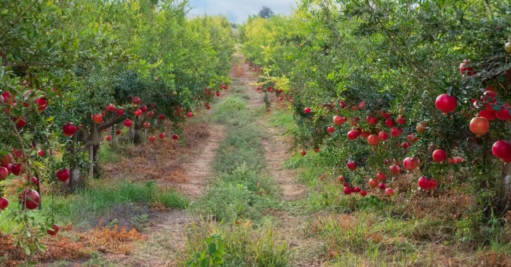 Granátová jablka: tajemné poklady mezi plody
