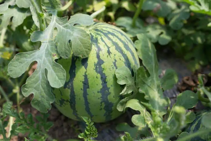 Jak pěstovat melouny: kompletní návod