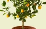 Jak pstovat citrusy v kvtinch