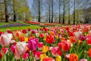 Co s odkvetlými tulipány + fotografie od našich čtenářů