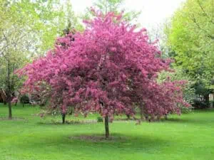 Malé stromy s velkou atraktivitou: skvělá volba pro vaši zahradu