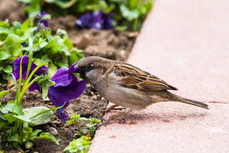 5 způsobů, jak udržet nežádoucí ptáky mimo svou zahradu