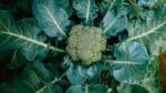 Pstovn brokolice: Od sazeniek po sklize ve sklenku