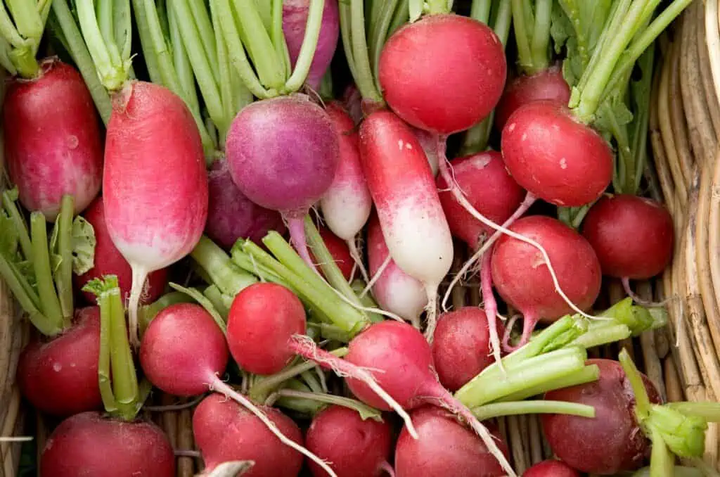 10 nejlepších společníků špenátu pro ochranu proti škůdcům
