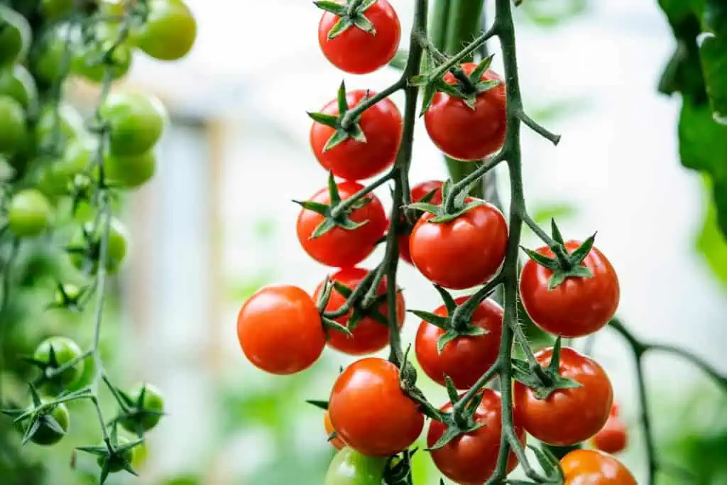 10 nejlepších společníků špenátu pro ochranu proti škůdcům