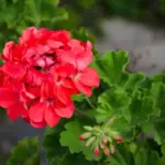 Jak připravit pelargonie na zimu: tajemství úspěšného zimování