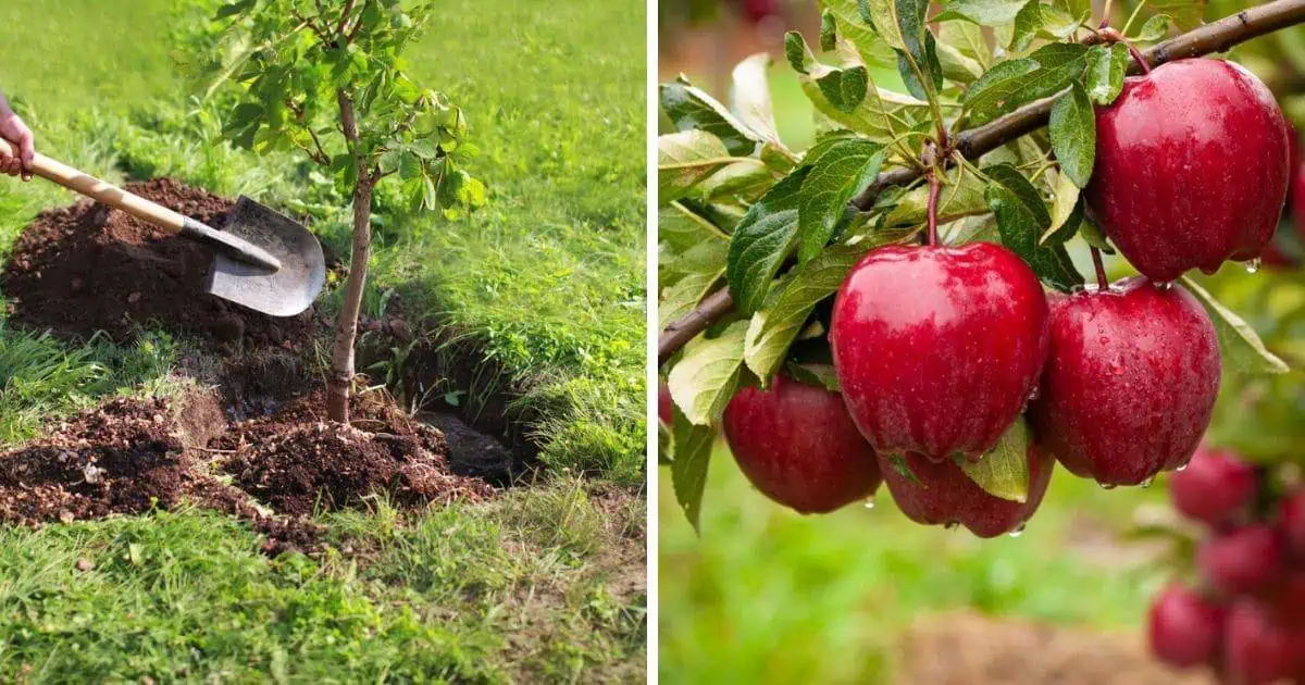 Nejlepsi Ovocne Stromy (ovocných stromů, chorobám škůdcům, odrůdy jsou) Nejlepsi Ovocne Stromy