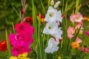 Bílé skvrny na gladiolách: varovný signál, nebo přirozený jev?