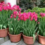 Pozdní výsadba tulipánů: vyrostou, nebo už je pozdě?"