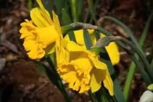 Nerozvinutá poupata narcisů: co je brzdí a jak jim pomoci?