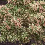 Pieris japonská: elegantní keř pro vaši zahradu