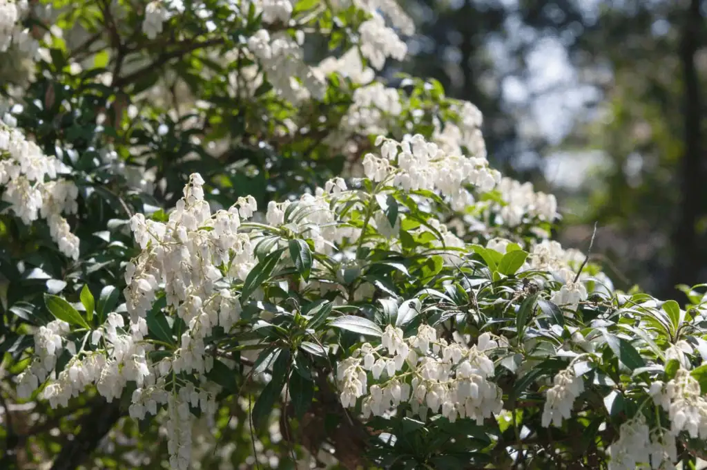 Pieris japonská: elegantní keř pro vaši zahradu