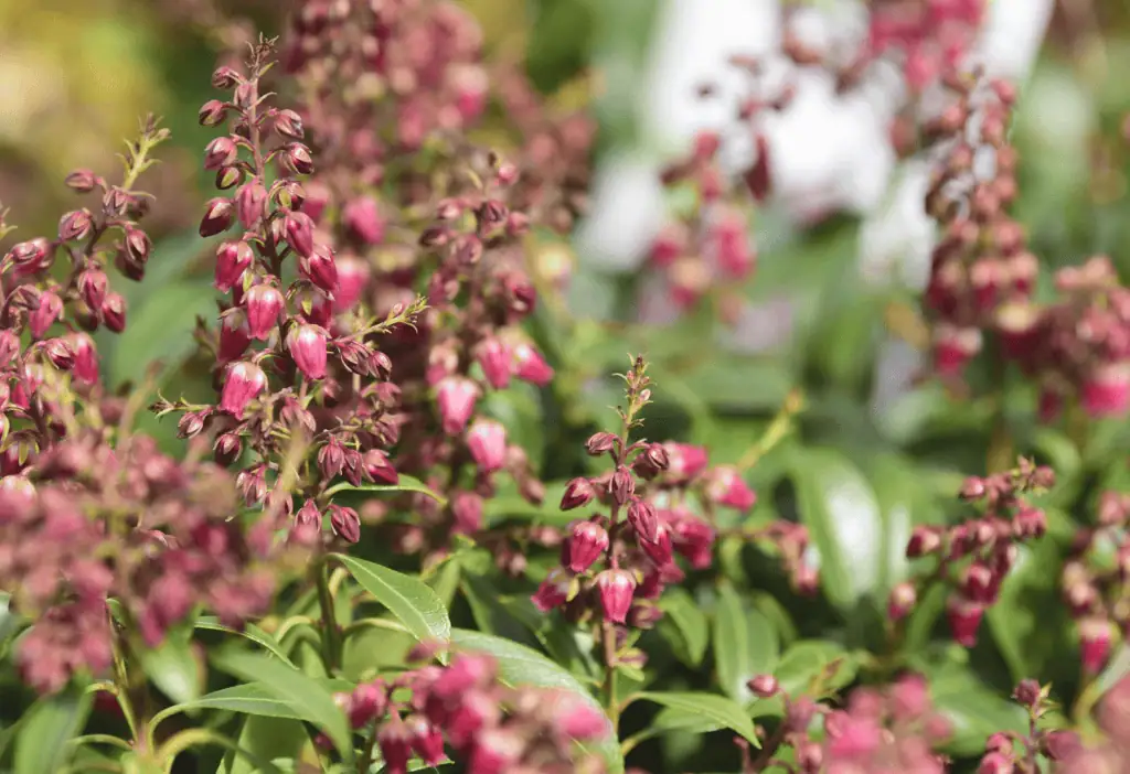 Pieris japonská: elegantní keř pro vaši zahradu