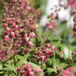 Pieris japonská: elegantní keř pro vaši zahradu