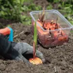 Nerašící cibulky gladiol: zachránit, nebo vyměnit?