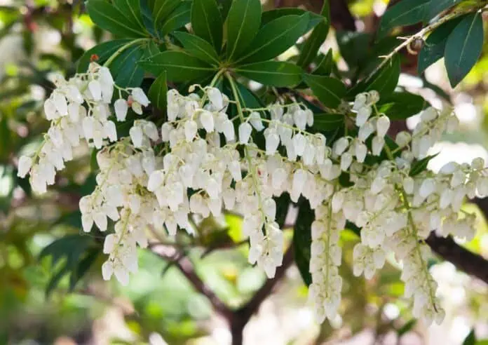 Pieris japonská