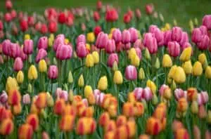 Pozdní výsadba tulipánů: vyrostou, nebo už je pozdě?