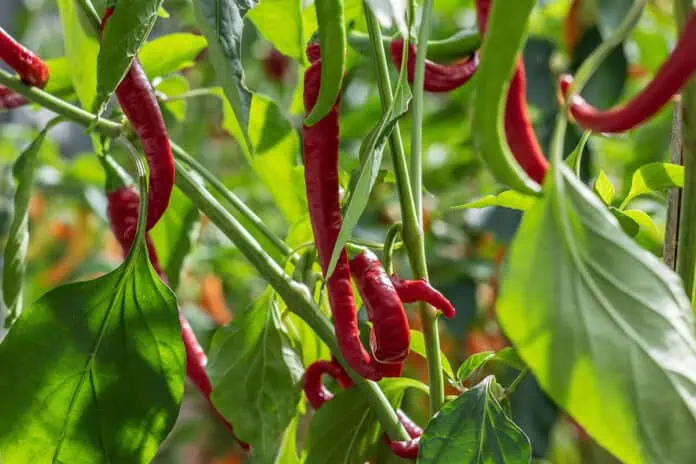 Chilli papričky