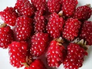 Malinoostružina na vaší zahradě: jak ji správně pěstovat