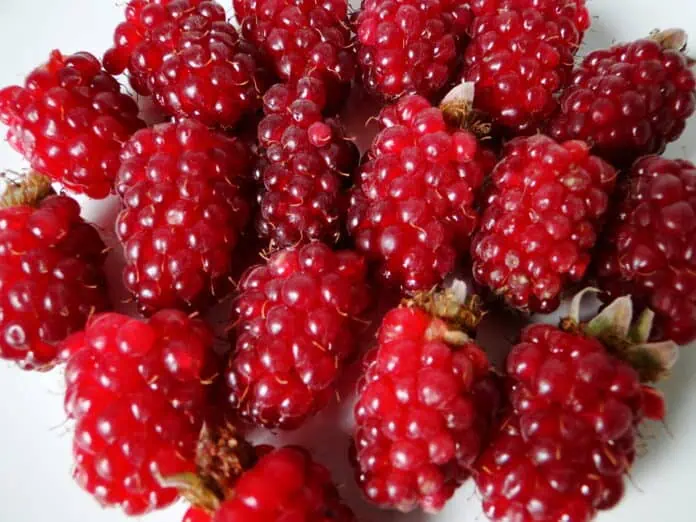 Malinoostružina