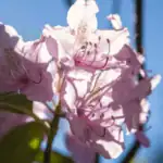 Trendy původní rostliny kvetoucí na konci jara