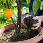 Co sázet v dubnu: tipy pro bohatou úrodu i krásnou zahradu