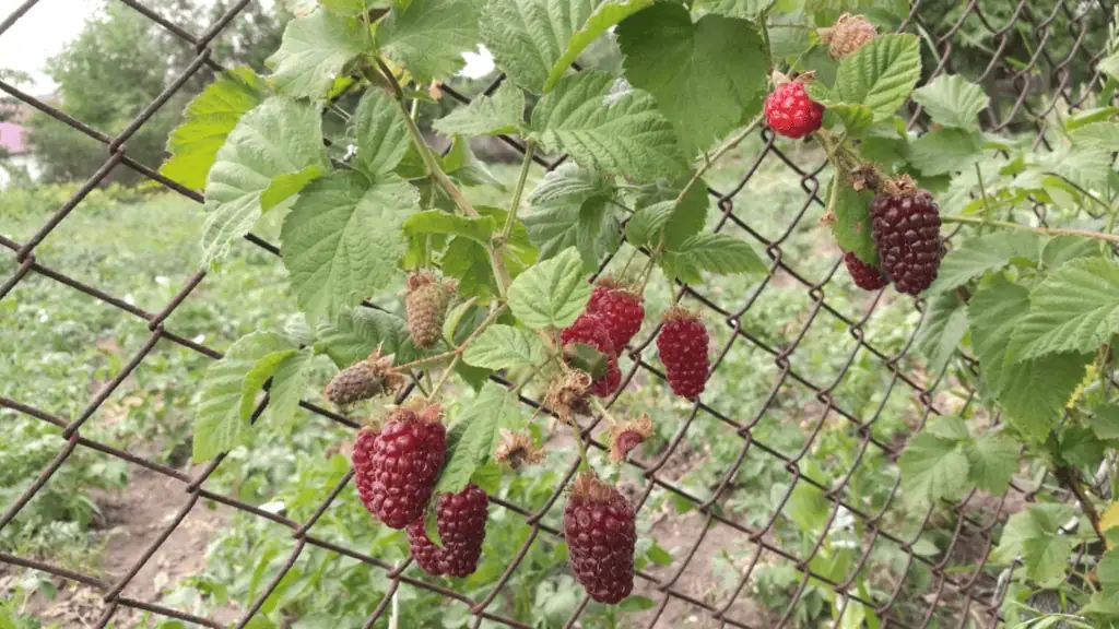 Malinoostružina na vaší zahradě: jak ji správně pěstovat