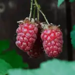 Malinoostružina na vaší zahradě: jak ji správně pěstovat