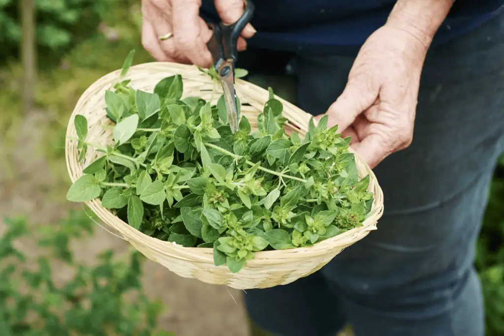 Pěstování bylinek v květináčích: vlastní aromatická zahrada