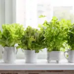 Pěstování bylinek v květináčích: vlastní aromatická zahrada