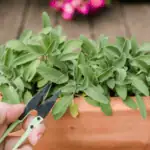 Pěstování bylinek v květináčích: vlastní aromatická zahrada