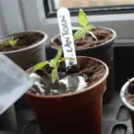 Jak úspěšně přesadit sazenice chilli papriček?