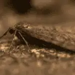 Jak chránit ovocné stromy před píďalkou podzimní?