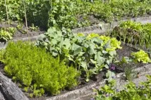 Jak začít se zahradou: tipy od zkušeného zahradníka