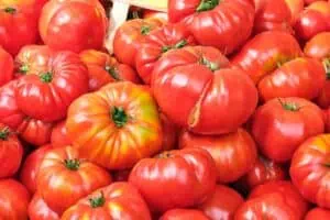 Proč rajčata praskají? problém zahradníků a jak mu předejít