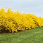 Zlatice