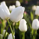 7 důvodů, proč letos tulipány nevykvetly –  jak to napravit příští jaro