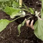 Jak zastavit plevel od sousedů, aby nezaplevelil vaši zahradu?