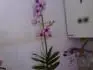 Obrzek orchidej Dendrobium