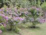 Veilchenblau - jednoukvetouc rambler