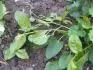 Obrzek jahoda-plevel foto 2